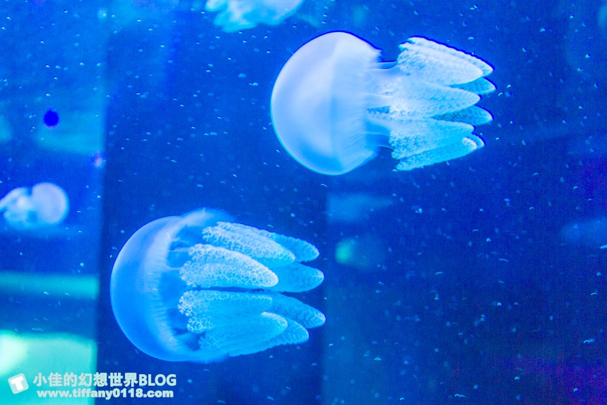 2020花蓮遠雄海洋公園全攻略/必看海豚海獅表演/八大園區+四大主題表演讓你一整天都玩到