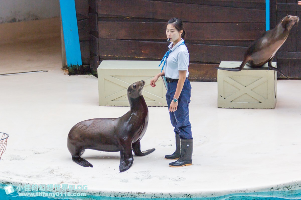 2020花蓮遠雄海洋公園全攻略/必看海豚海獅表演/八大園區+四大主題表演讓你一整天都玩到