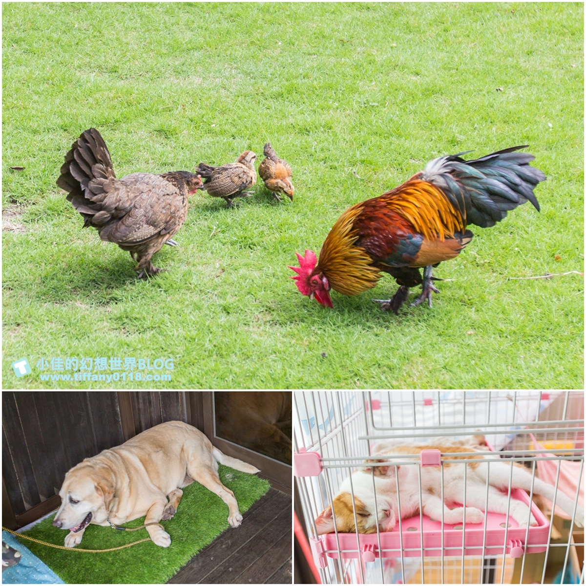 [宜蘭民宿推薦‧冬山]蓮春園花間雅舍/旋轉木馬+電動車+荷花池/近冬山河童玩節與羅東夜市
