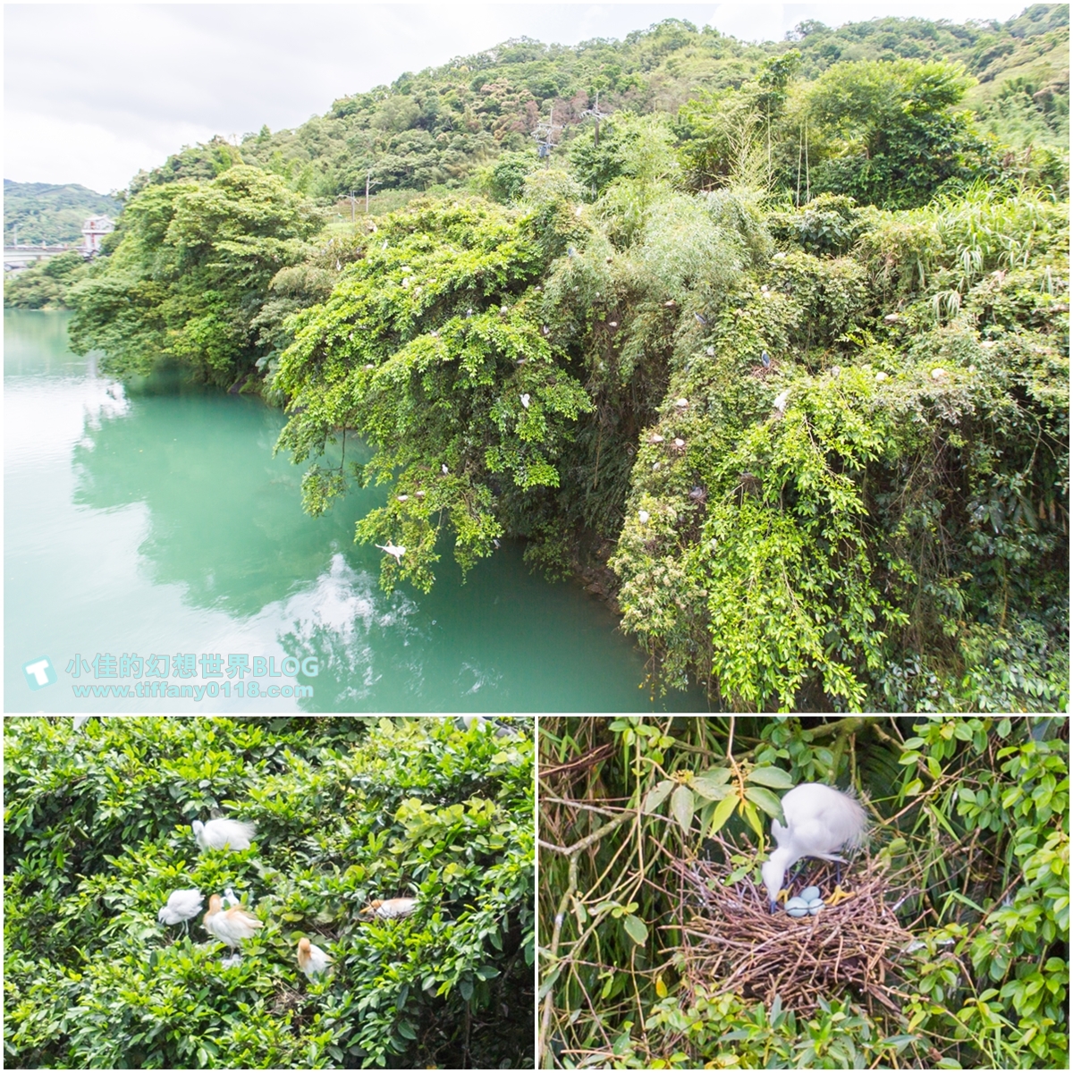 [新北景點]坪林茶業博物館/親子共遊設施+互動體驗方式認識茶葉/超美戶外江南庭院隨你拍