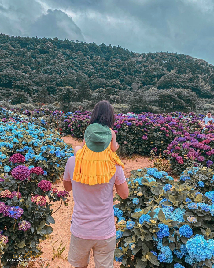 陽明山,美國度假村,高家繡球花,防疫國旅,台北景點,台北住宿,包棟