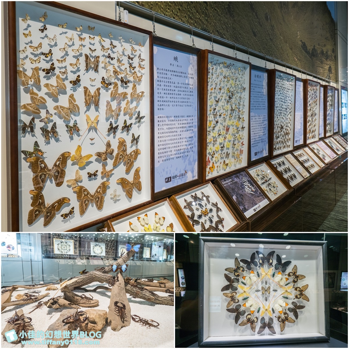 2020宜蘭綺麗童玩派對/一票玩到底/戶外氣墊水上設施+綺麗寶石博物館+蝴蝶藝術館+馬賽克DIY任妳玩超划算