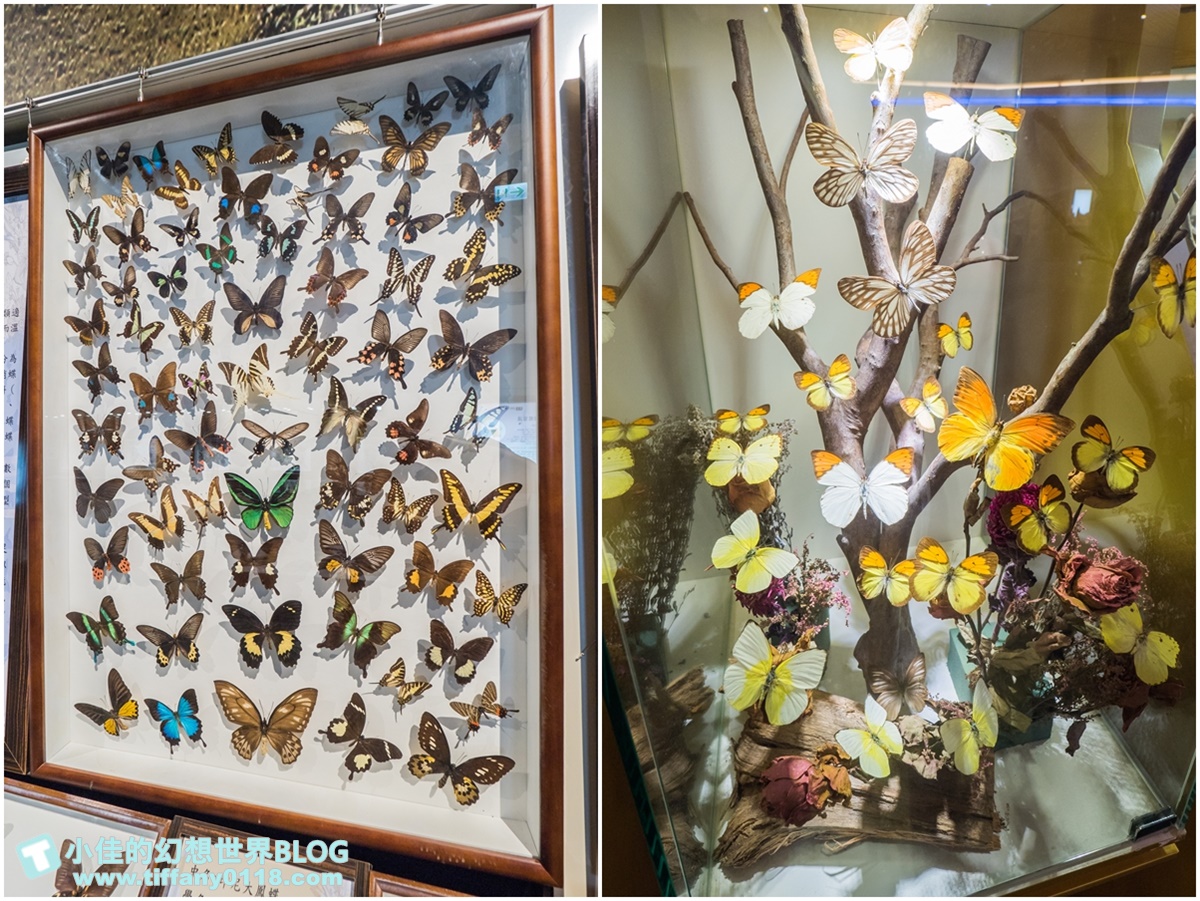 2020宜蘭綺麗童玩派對/一票玩到底/戶外氣墊水上設施+綺麗寶石博物館+蝴蝶藝術館+馬賽克DIY任妳玩超划算