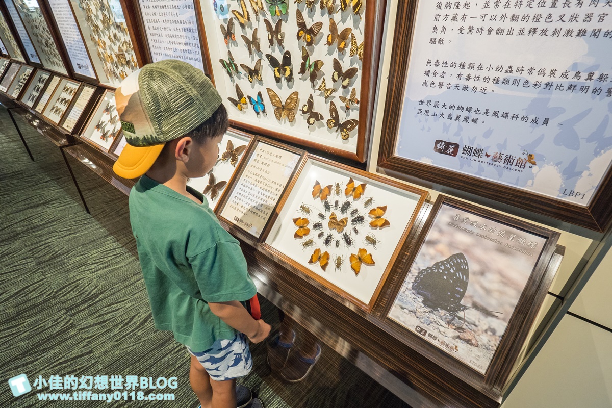 2020宜蘭綺麗童玩派對/一票玩到底/戶外氣墊水上設施+綺麗寶石博物館+蝴蝶藝術館+馬賽克DIY任妳玩超划算