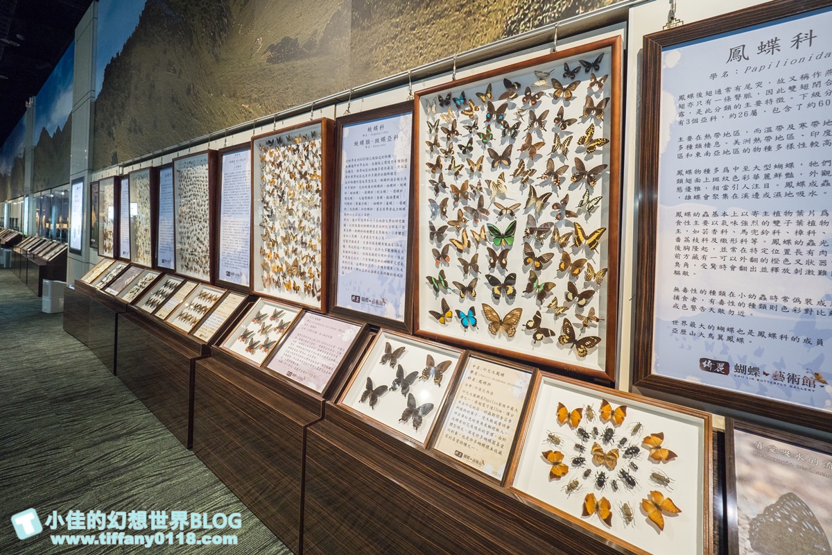 2020宜蘭綺麗童玩派對/一票玩到底/戶外氣墊水上設施+綺麗寶石博物館+蝴蝶藝術館+馬賽克DIY任妳玩超划算