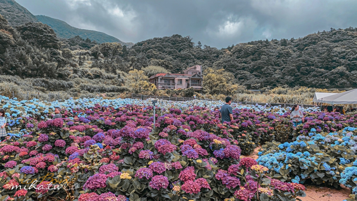 陽明山,美國度假村,高家繡球花,防疫國旅,台北景點,台北住宿,包棟