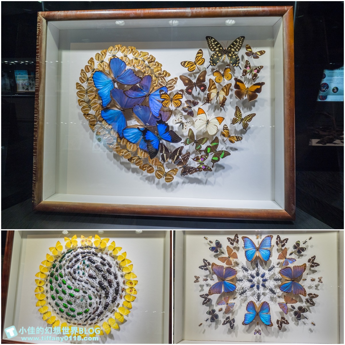 2020宜蘭綺麗童玩派對/一票玩到底/戶外氣墊水上設施+綺麗寶石博物館+蝴蝶藝術館+馬賽克DIY任妳玩超划算