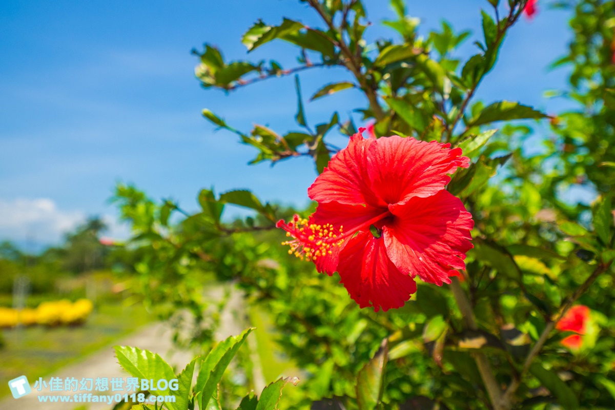 [宜蘭旅遊]九月限定冬山採柚趣/採柚+仁山植物園+梅花湖+合菜+3樣伴手禮只要799元完全超值