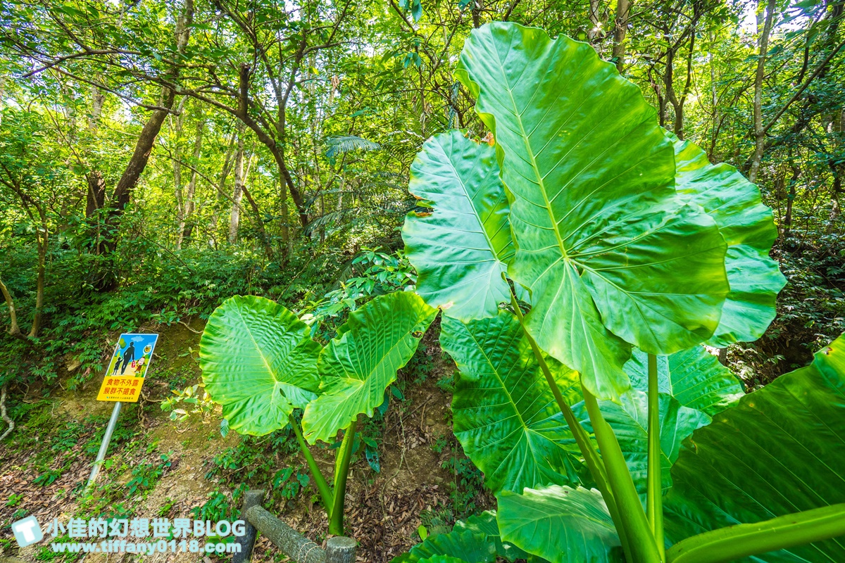 [宜蘭旅遊]九月限定冬山採柚趣/採柚+仁山植物園+梅花湖+合菜+3樣伴手禮只要799元完全超值