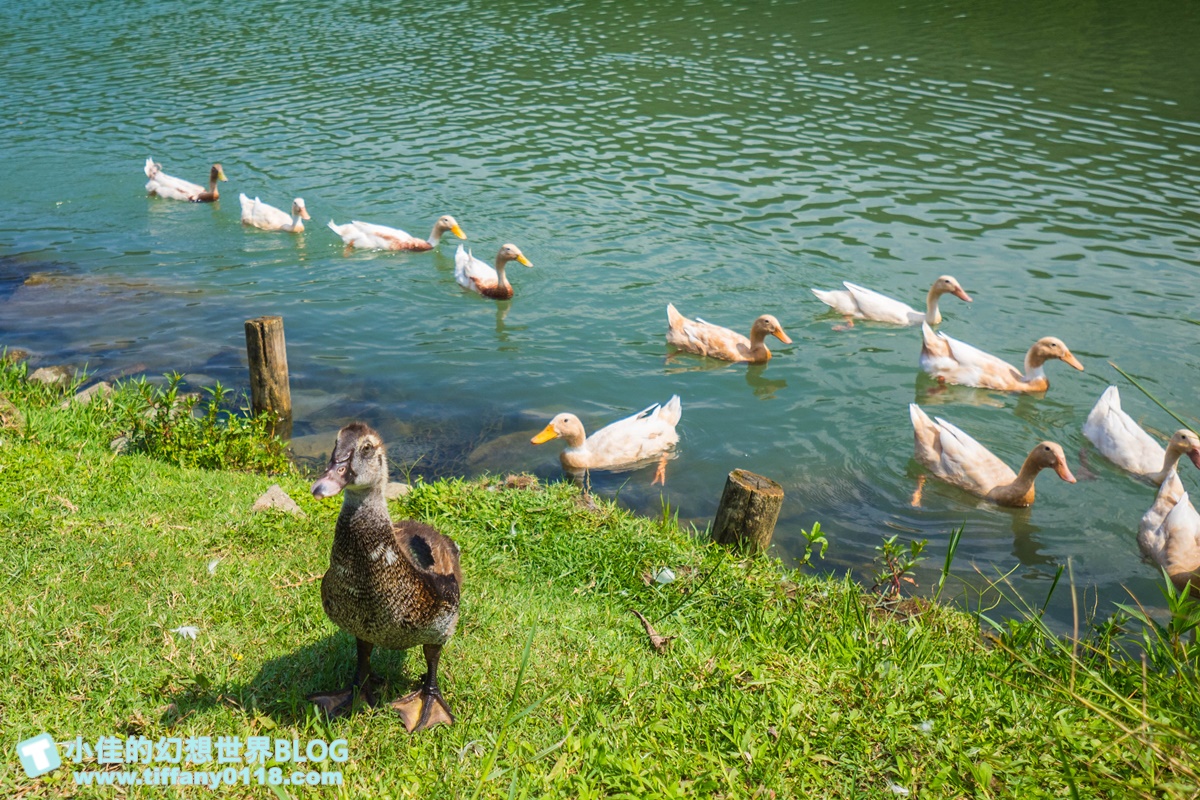 [宜蘭旅遊]九月限定冬山採柚趣/採柚+仁山植物園+梅花湖+合菜+3樣伴手禮只要799元完全超值