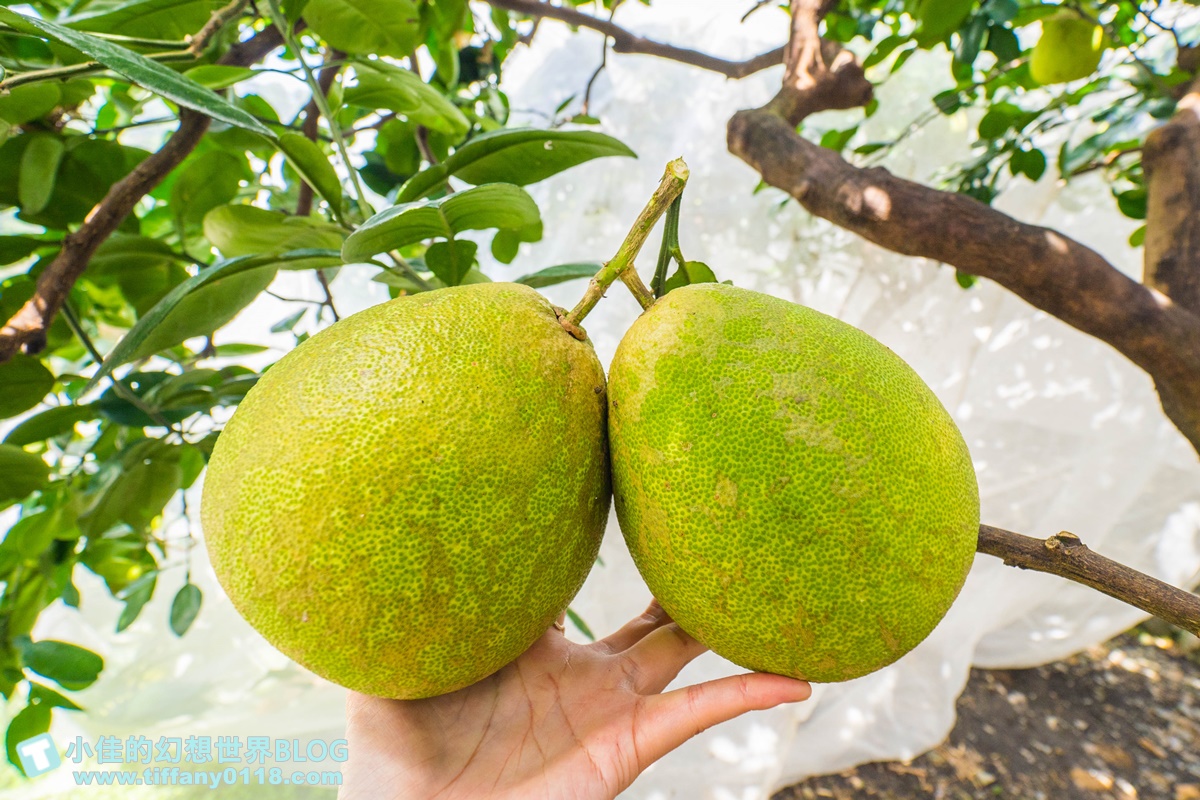 [宜蘭旅遊]九月限定冬山採柚趣/採柚+仁山植物園+梅花湖+合菜+3樣伴手禮只要799元完全超值