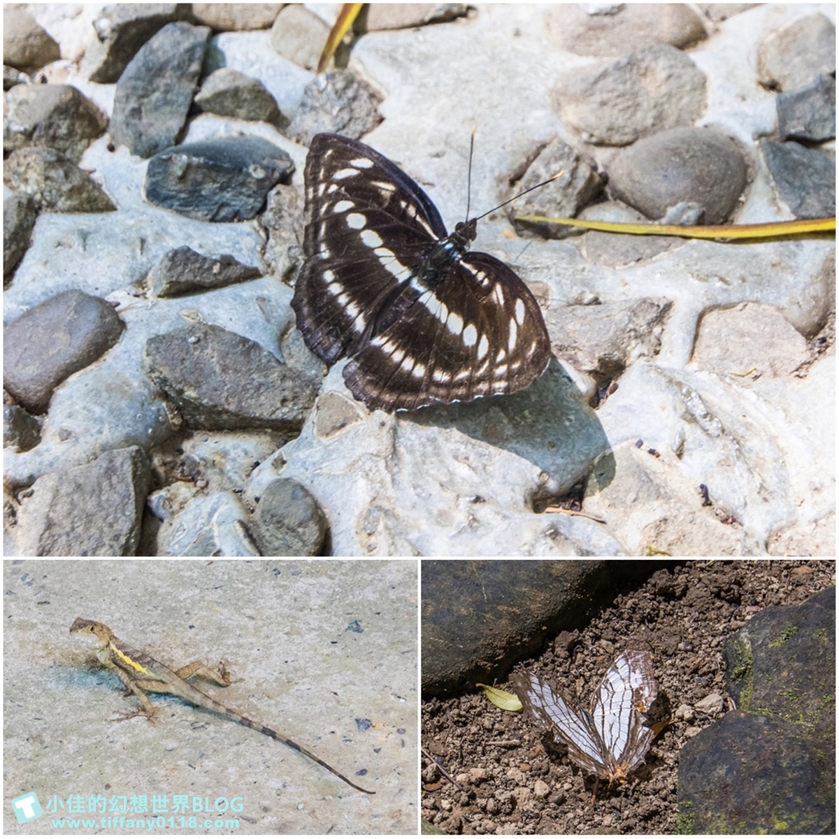 新北微笑山線親子一日遊/朝山步道+桐花公園+親子餐廳/拋下3C帶著小孩一起綠能玩山趣