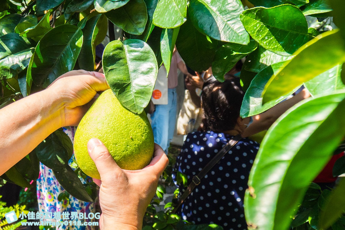 [宜蘭旅遊]九月限定冬山採柚趣/採柚+仁山植物園+梅花湖+合菜+3樣伴手禮只要799元完全超值
