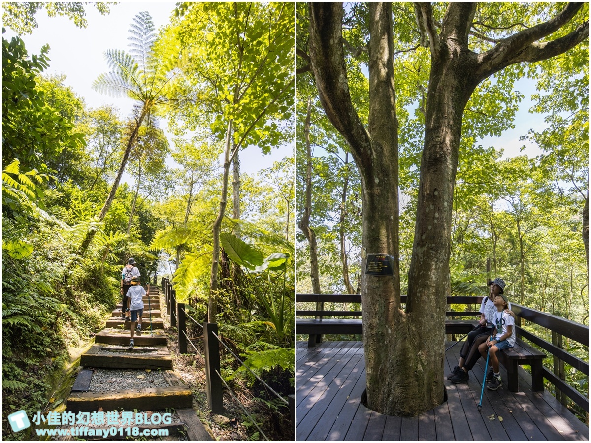 新北微笑山線親子一日遊/朝山步道+桐花公園+親子餐廳/拋下3C帶著小孩一起綠能玩山趣