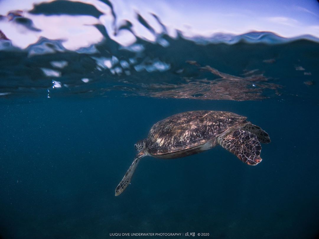小琉球,潛水,小琉球景點,小琉球好吃,小琉球潛水,小琉球好玩