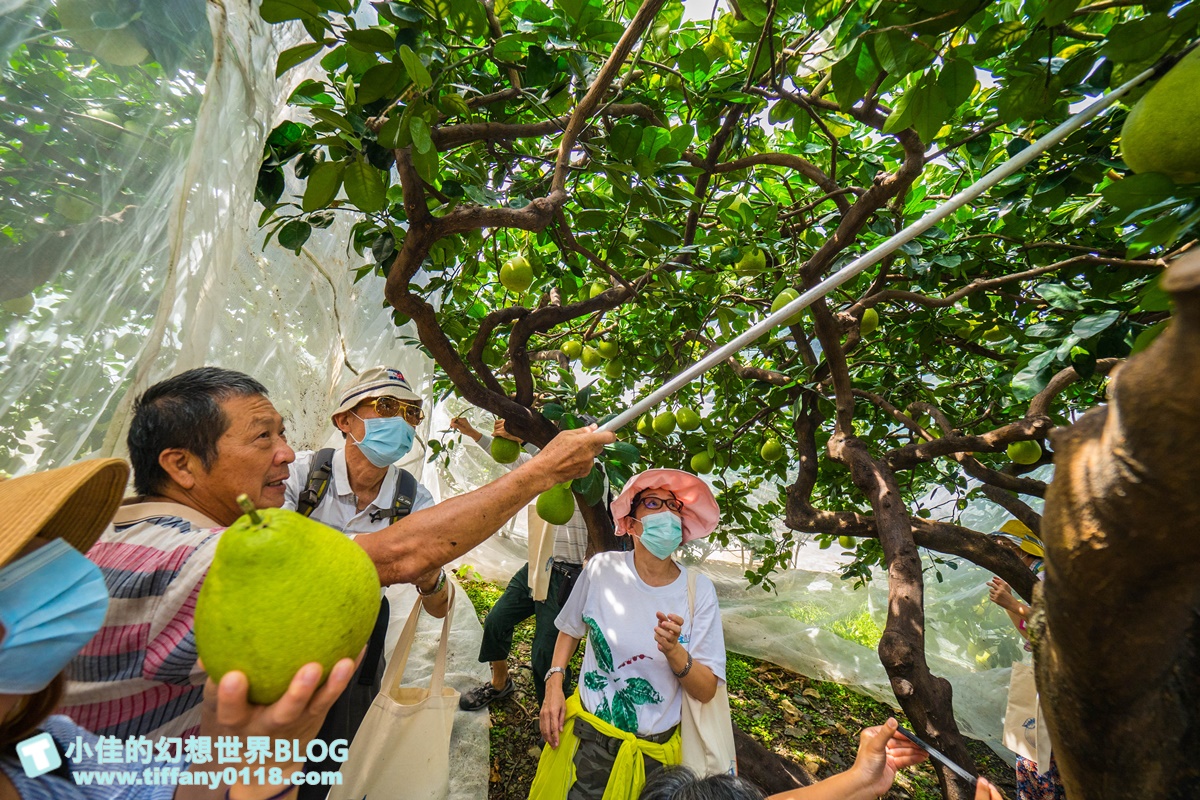 [宜蘭旅遊]九月限定冬山採柚趣/採柚+仁山植物園+梅花湖+合菜+3樣伴手禮只要799元完全超值