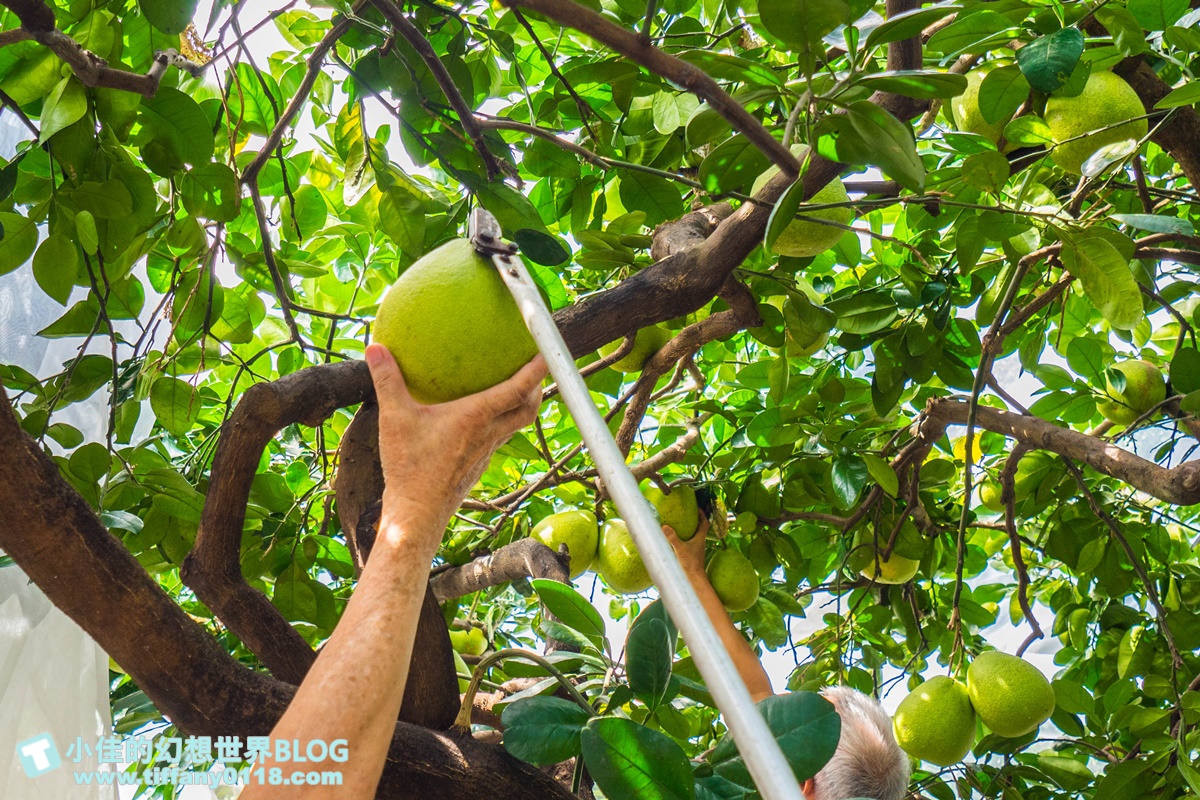 [宜蘭旅遊]九月限定冬山採柚趣/採柚+仁山植物園+梅花湖+合菜+3樣伴手禮只要799元完全超值
