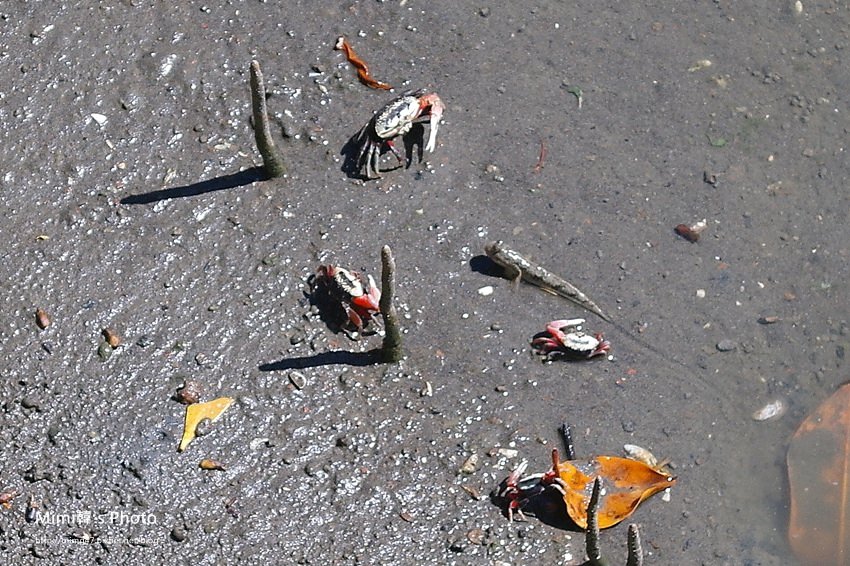 綠色之眼30.JPG 綠色之眼30.JPG