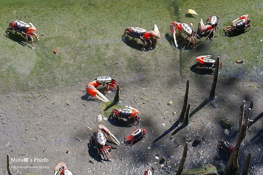 綠色之眼32.JPG 綠色之眼32.JPG