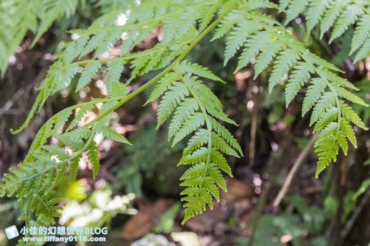 新北微笑山線親子一日遊/朝山步道+桐花公園+親子餐廳/拋下3C帶著小孩一起綠能玩山趣