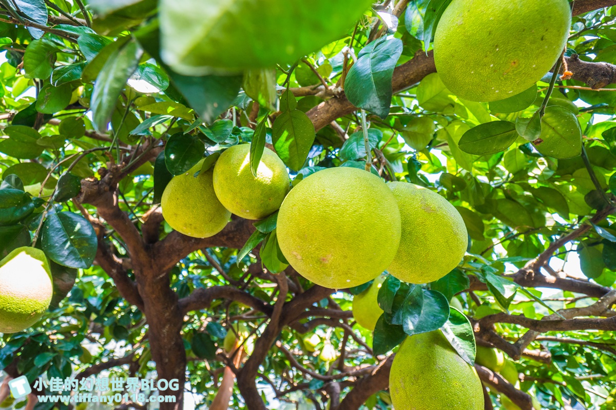 [宜蘭旅遊]九月限定冬山採柚趣/採柚+仁山植物園+梅花湖+合菜+3樣伴手禮只要799元完全超值