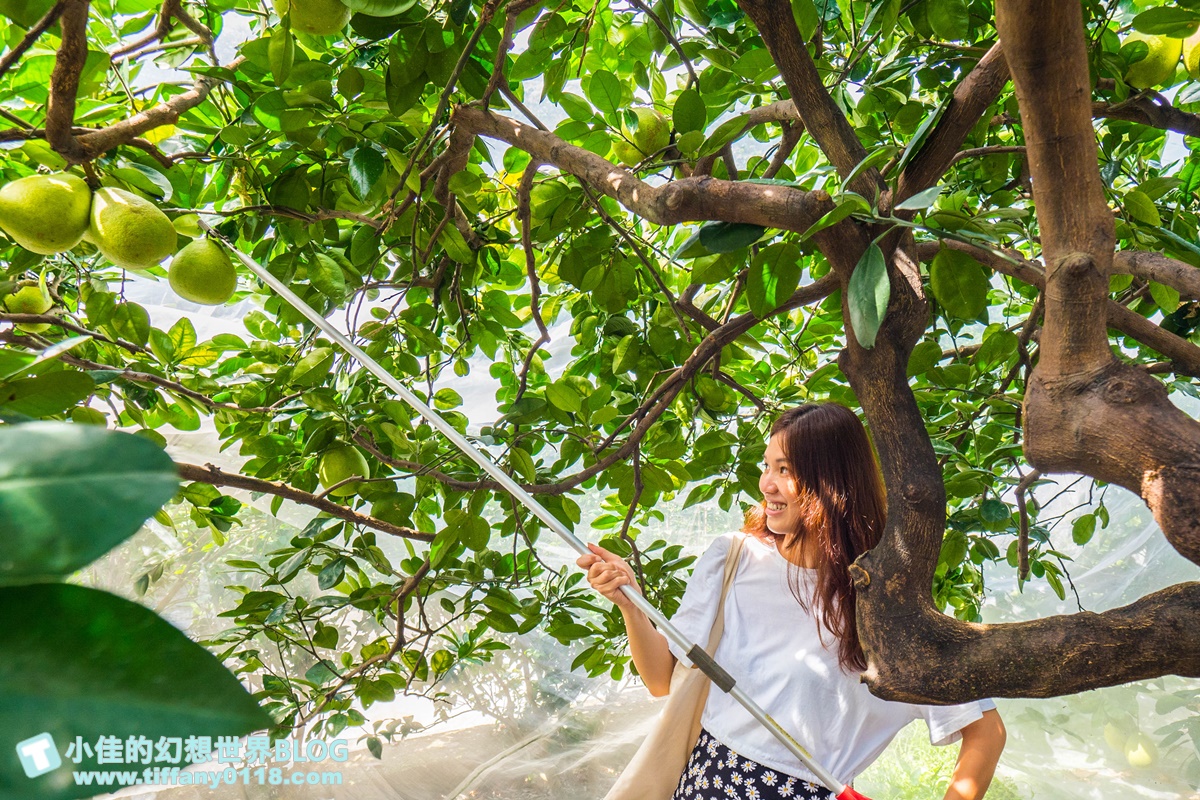 [宜蘭旅遊]九月限定冬山採柚趣/採柚+仁山植物園+梅花湖+合菜+3樣伴手禮只要799元完全超值