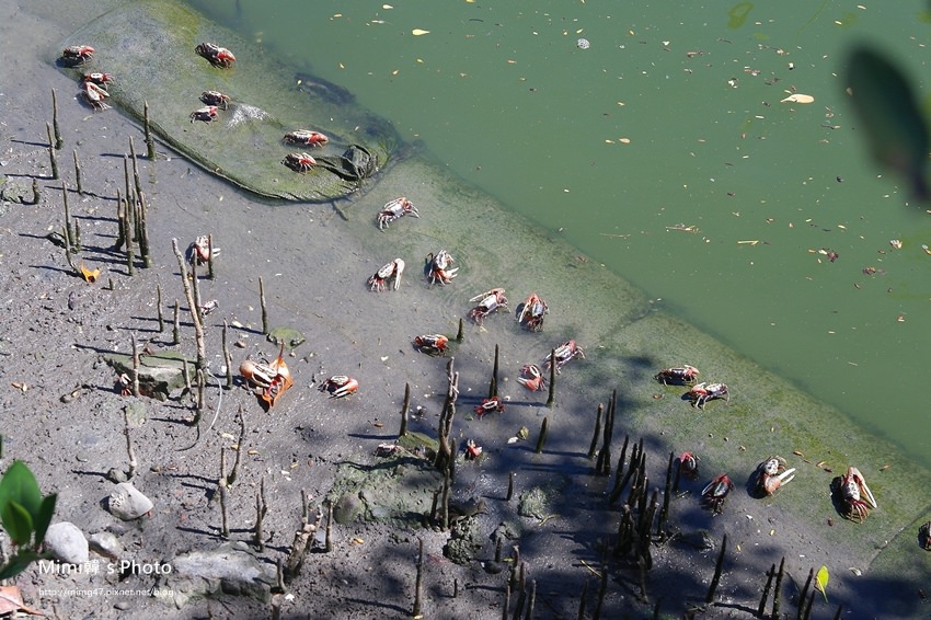 綠色之眼31.JPG 綠色之眼31.JPG