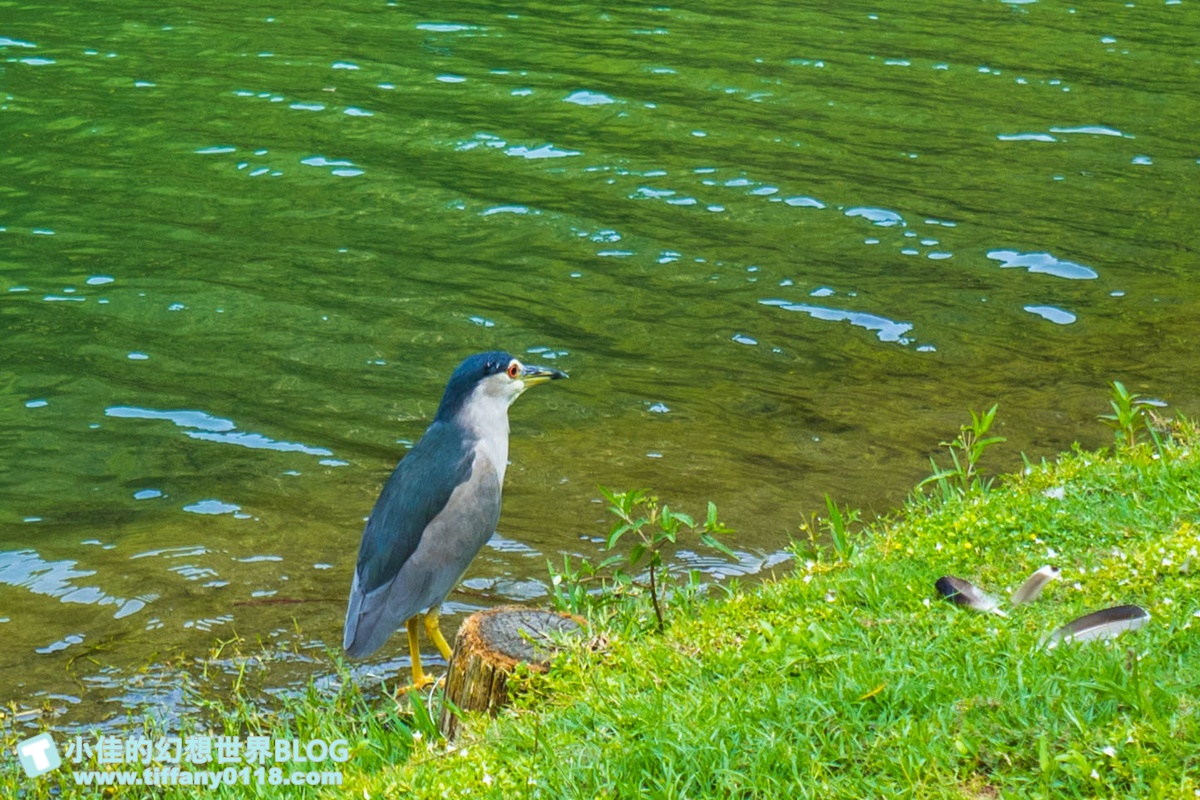 [宜蘭旅遊]九月限定冬山採柚趣/採柚+仁山植物園+梅花湖+合菜+3樣伴手禮只要799元完全超值