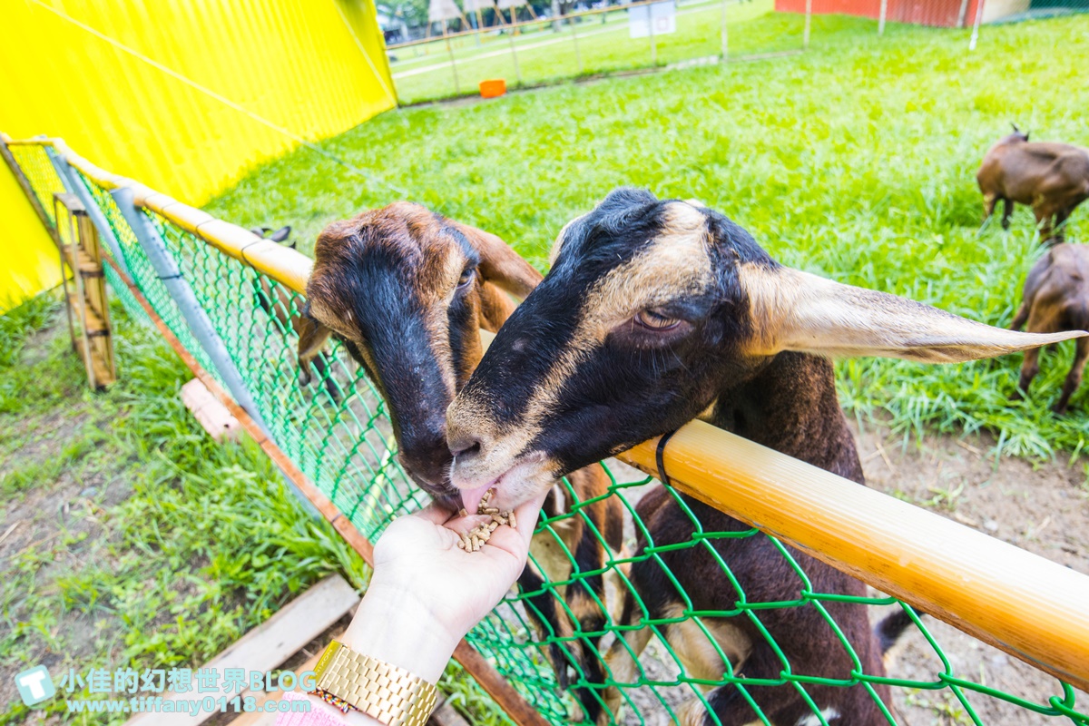 [宜蘭景點]2020武荖坑滑水同玩節/高空滑水+露營烤肉+餵羊互動+闖關遊戲/宜蘭親子景點推薦