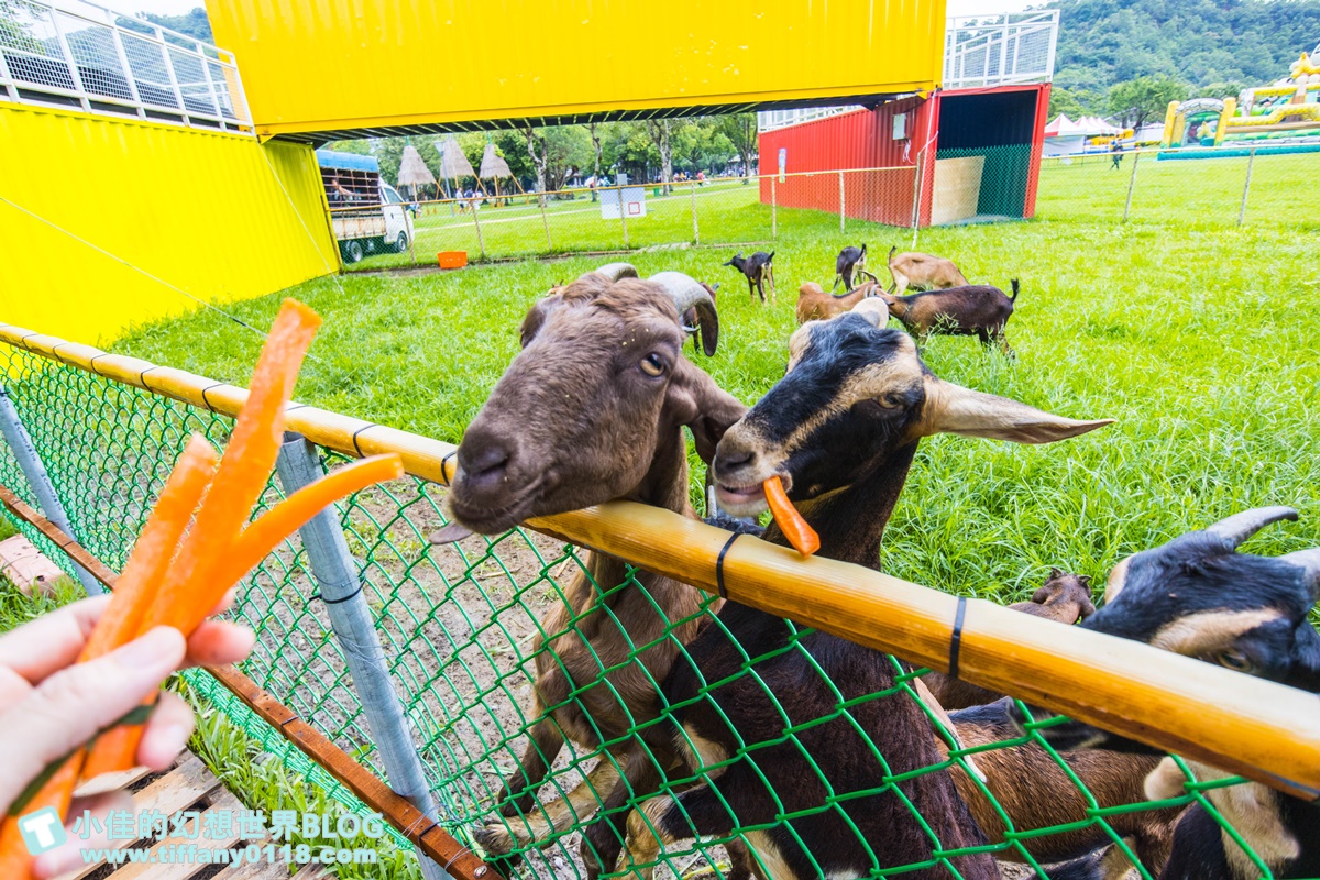 [宜蘭景點]2020武荖坑滑水同玩節/高空滑水+露營烤肉+餵羊互動+闖關遊戲/宜蘭親子景點推薦