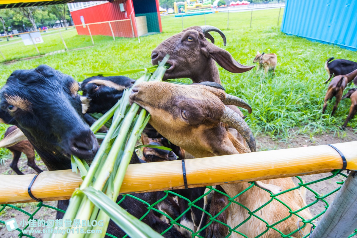 [宜蘭景點]2020武荖坑滑水同玩節/高空滑水+露營烤肉+餵羊互動+闖關遊戲/宜蘭親子景點推薦