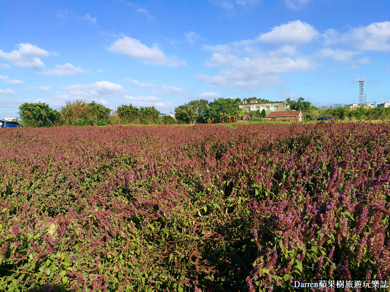 桃園仙草花節/仙草花海/仙草節/桃園花海/新屋仙草花秘境