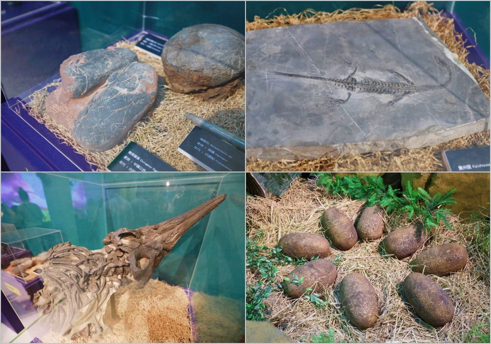 侏羅紀恐龍水世界化石