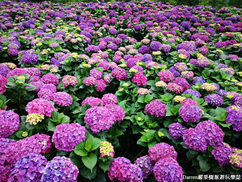 陽明山竹子湖繡球花