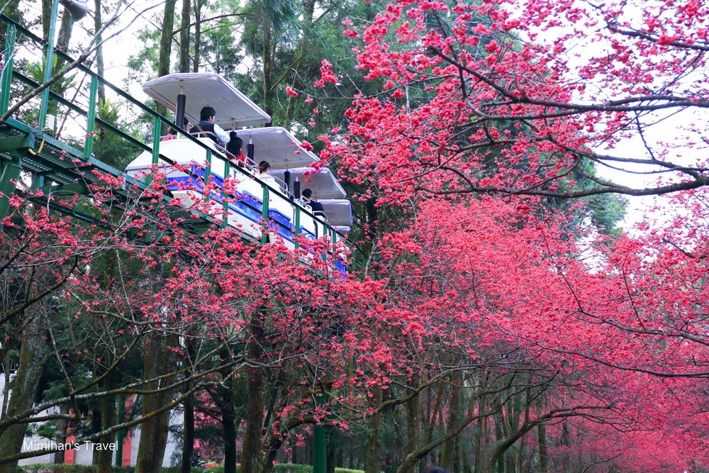 九族文化村櫻花