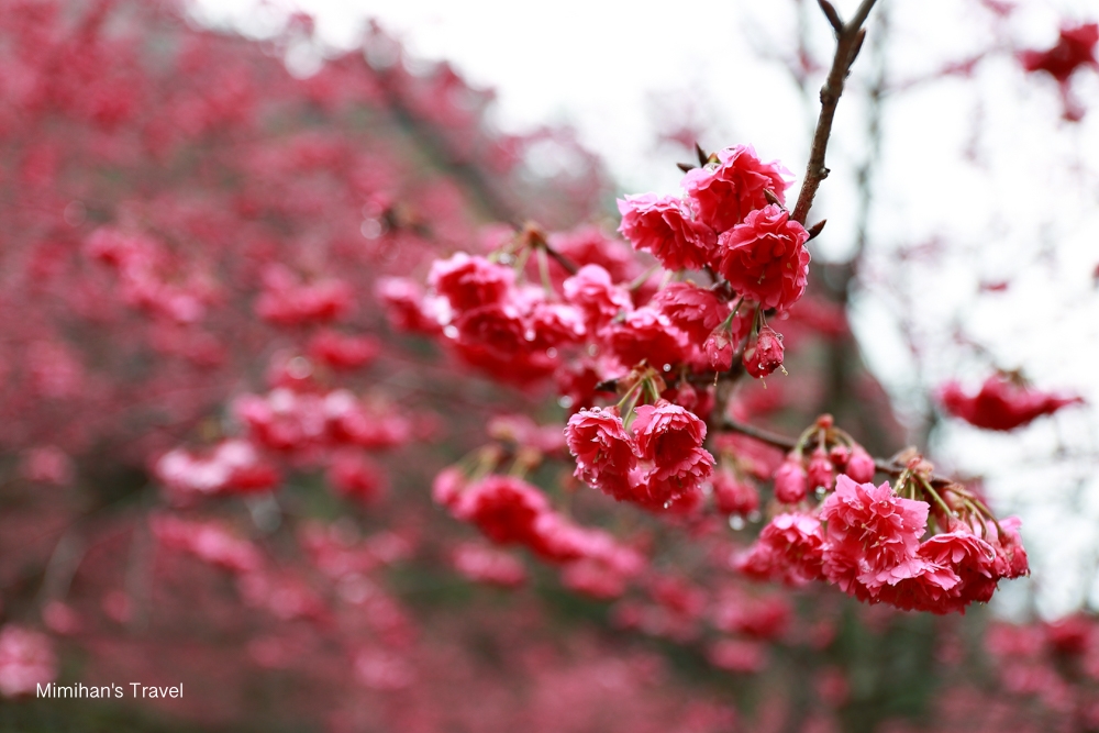 九族文化村櫻花