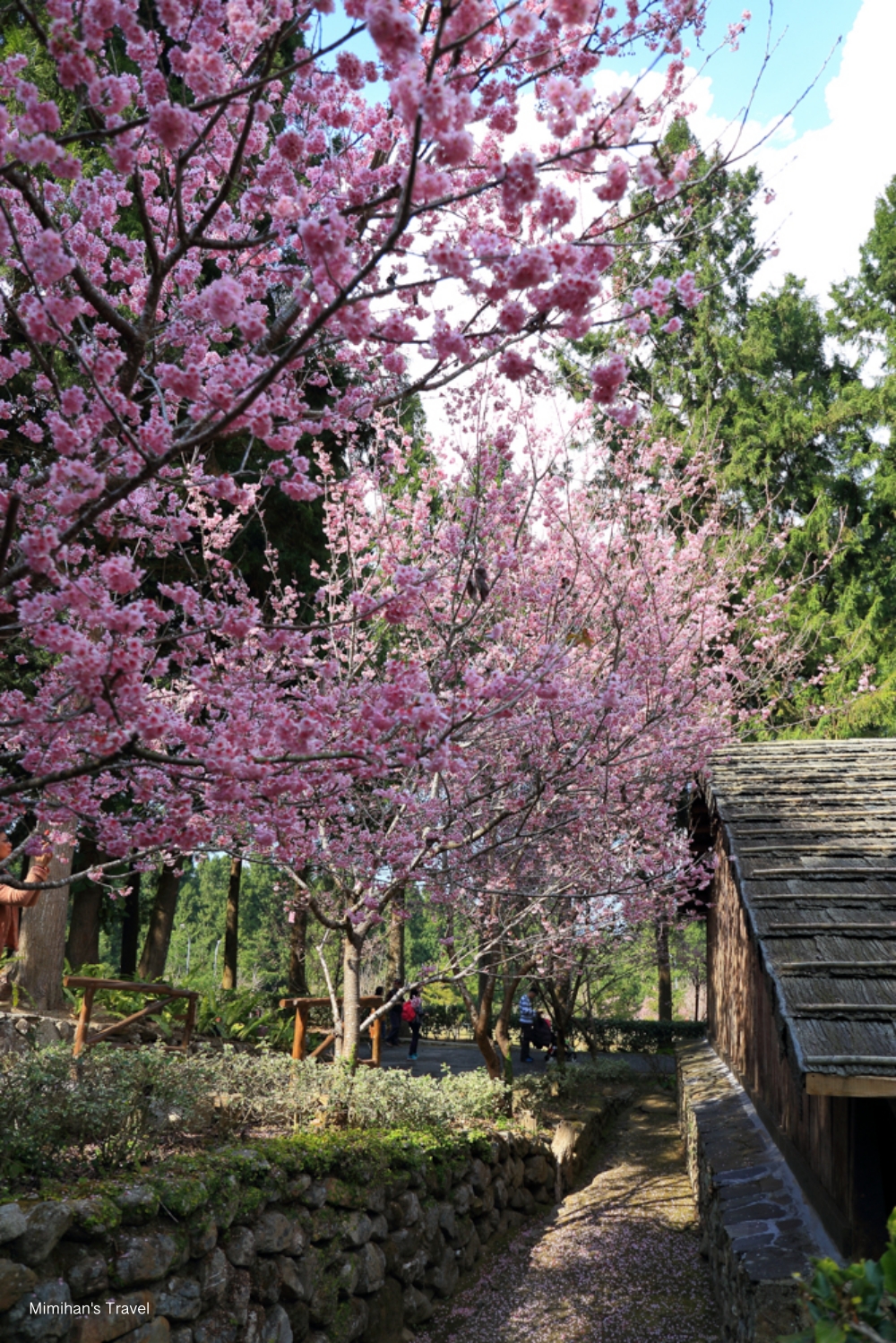 九族文化村櫻花