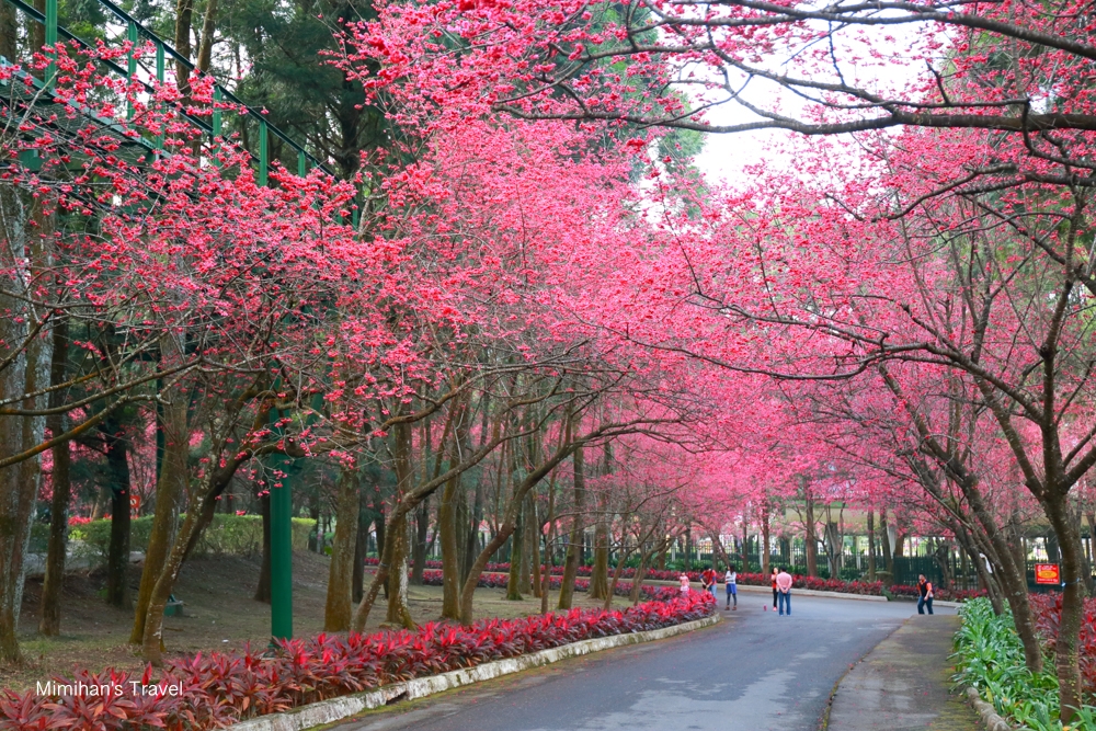 九族文化村櫻花