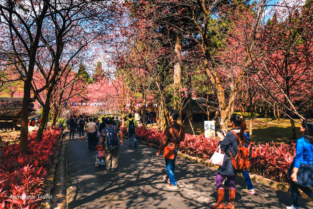 九族文化村櫻花