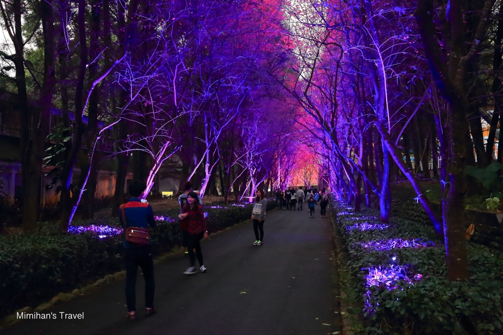 九族文化村夜櫻