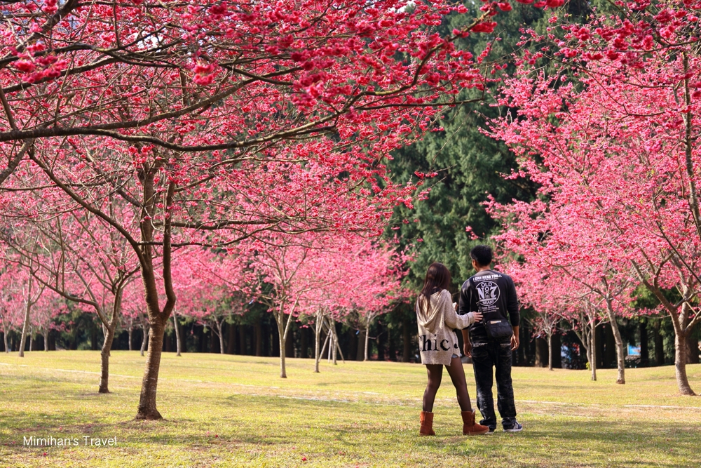 九族文化村櫻花