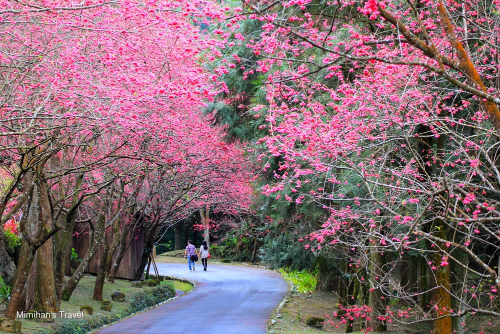 九族文化村櫻花