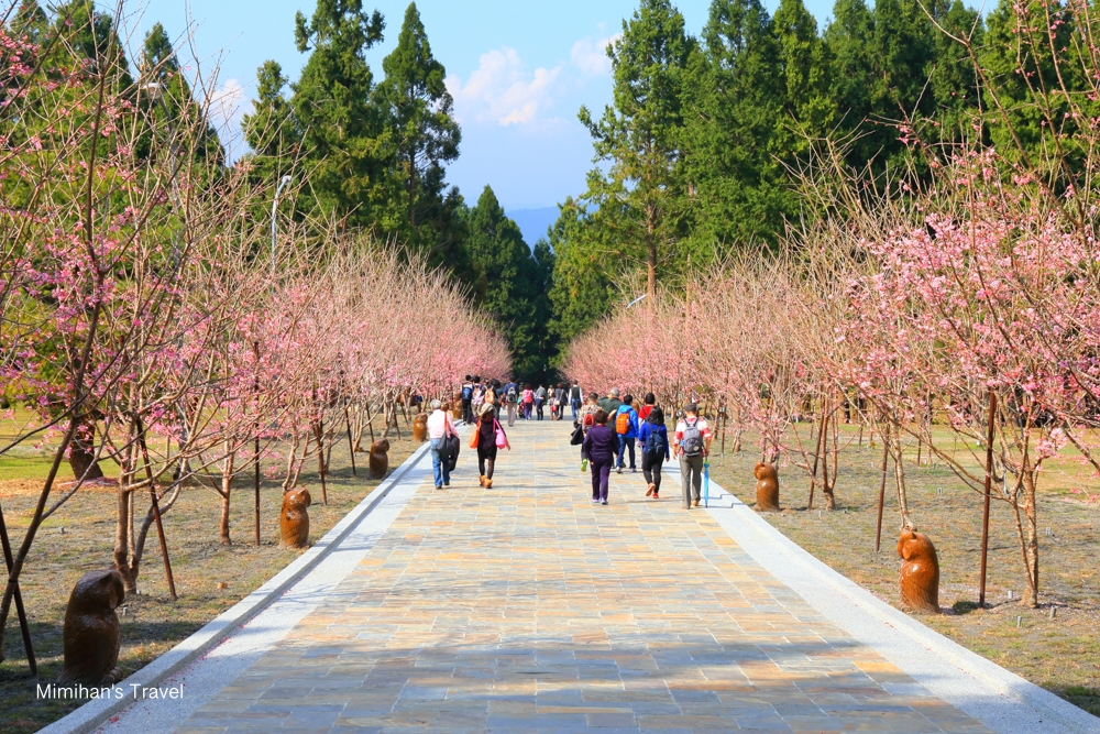 九族文化村櫻花大道