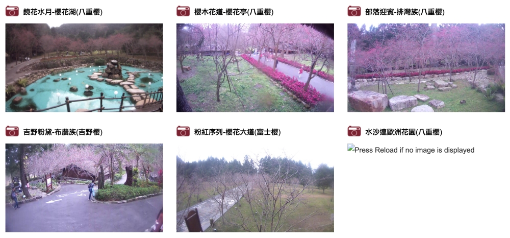 九族文化村櫻花實況