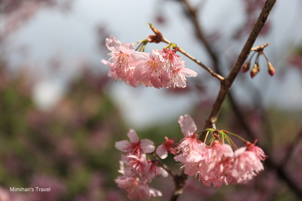 九族文化村櫻花
