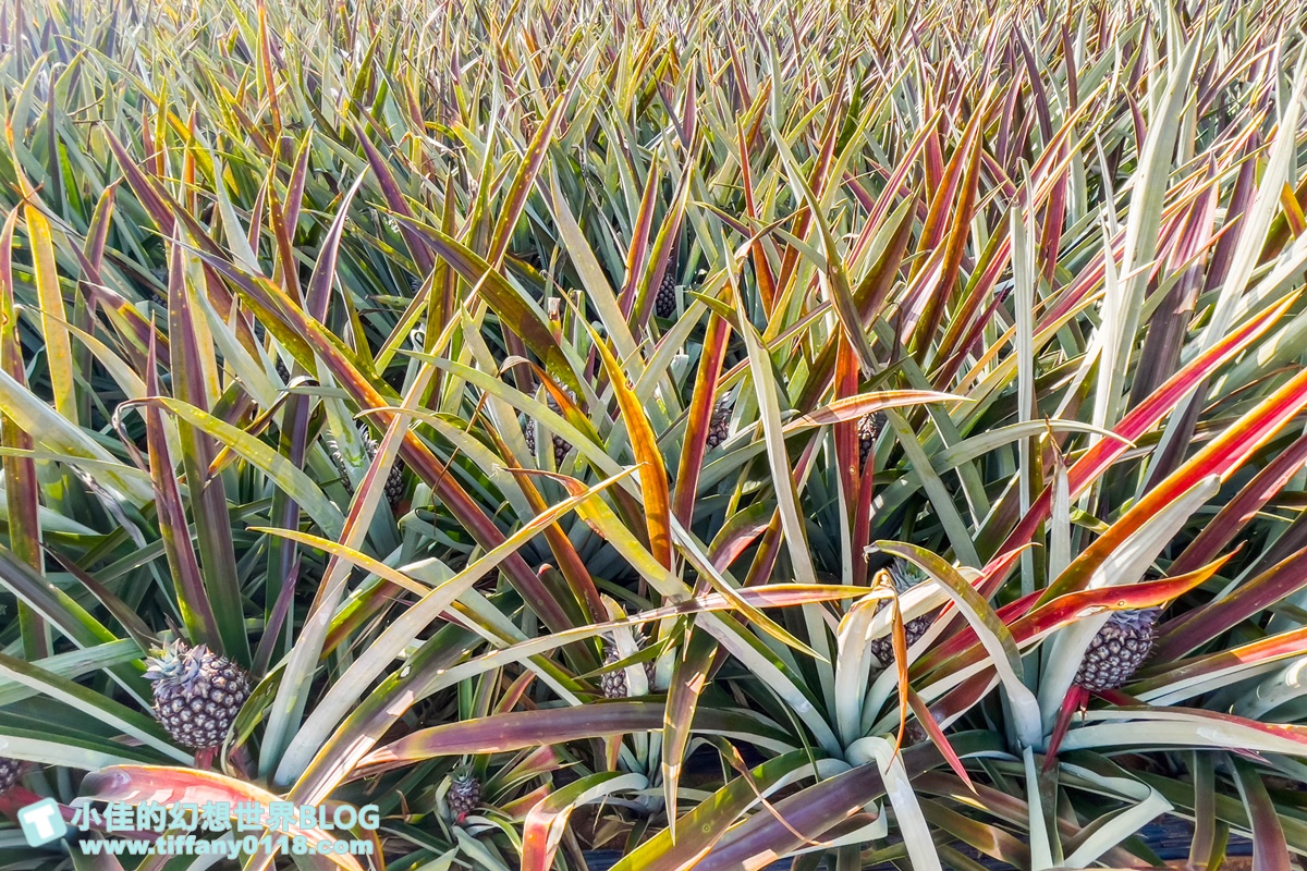 [嘉義景點]旺萊山鳳梨文化園區/免門票的嘉義觀光工廠/免費試吃鳳梨酥和醋飲