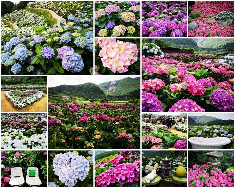 陽明山竹子湖繡球花懶人包景點推薦