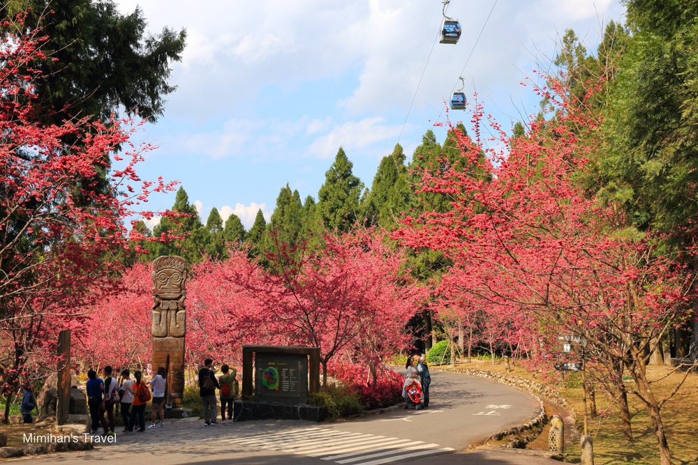 九族文化村櫻花