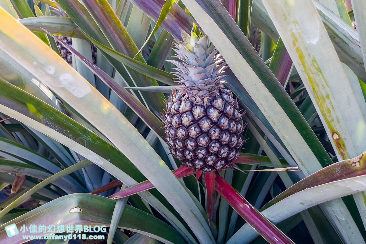 [嘉義景點]旺萊山鳳梨文化園區/免門票的嘉義觀光工廠/免費試吃鳳梨酥和醋飲