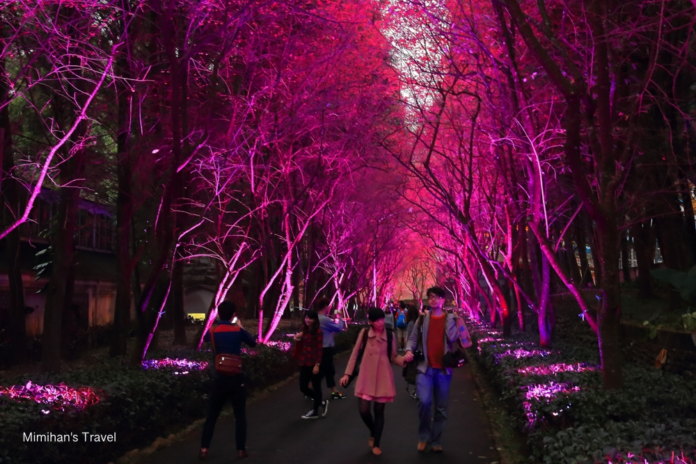 九族文化村夜櫻